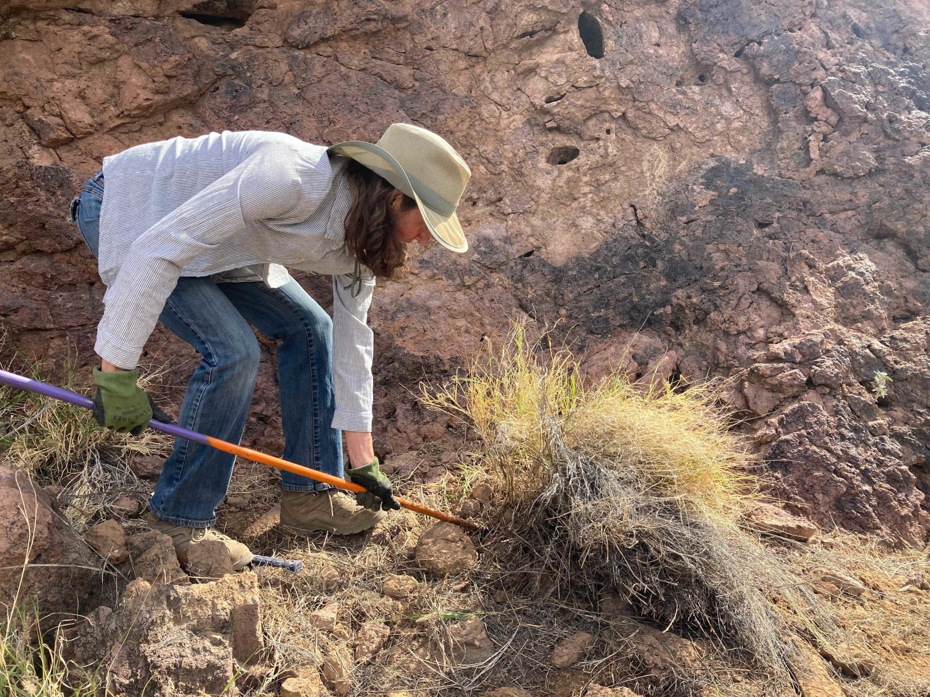The Fight To Protect Arizona's Iconic Saguaros From Invasive Buffelgrass