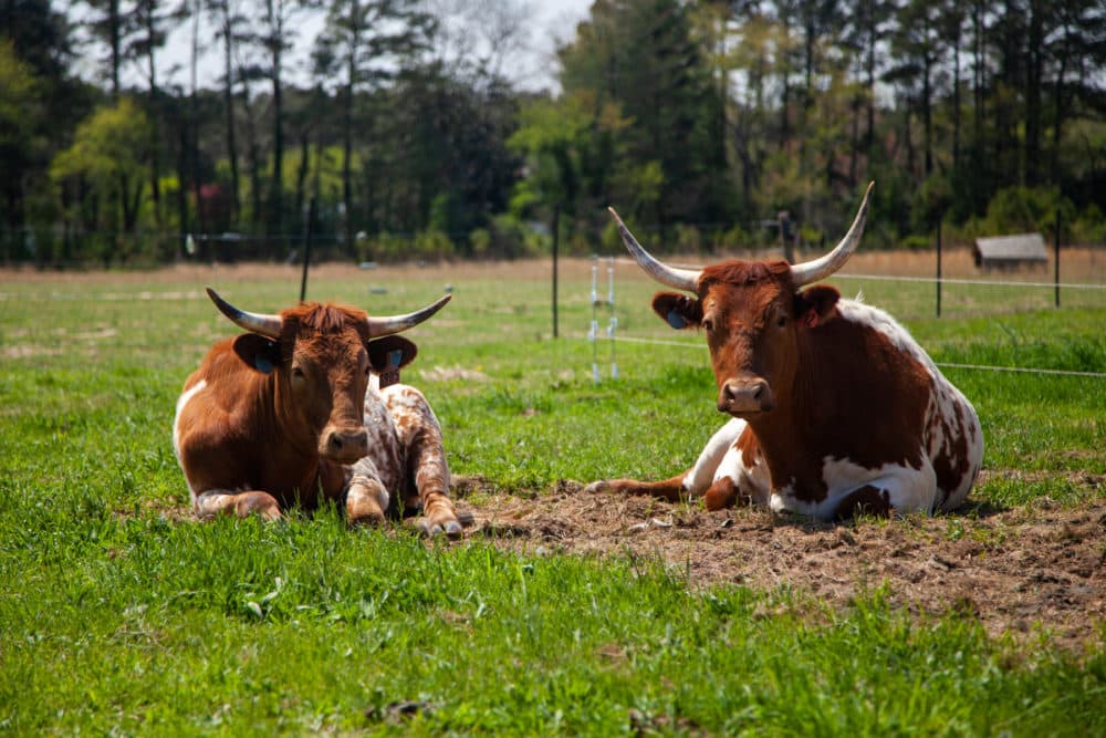 Cows at Perennial Roots. (Dean Russell/Here & Now)