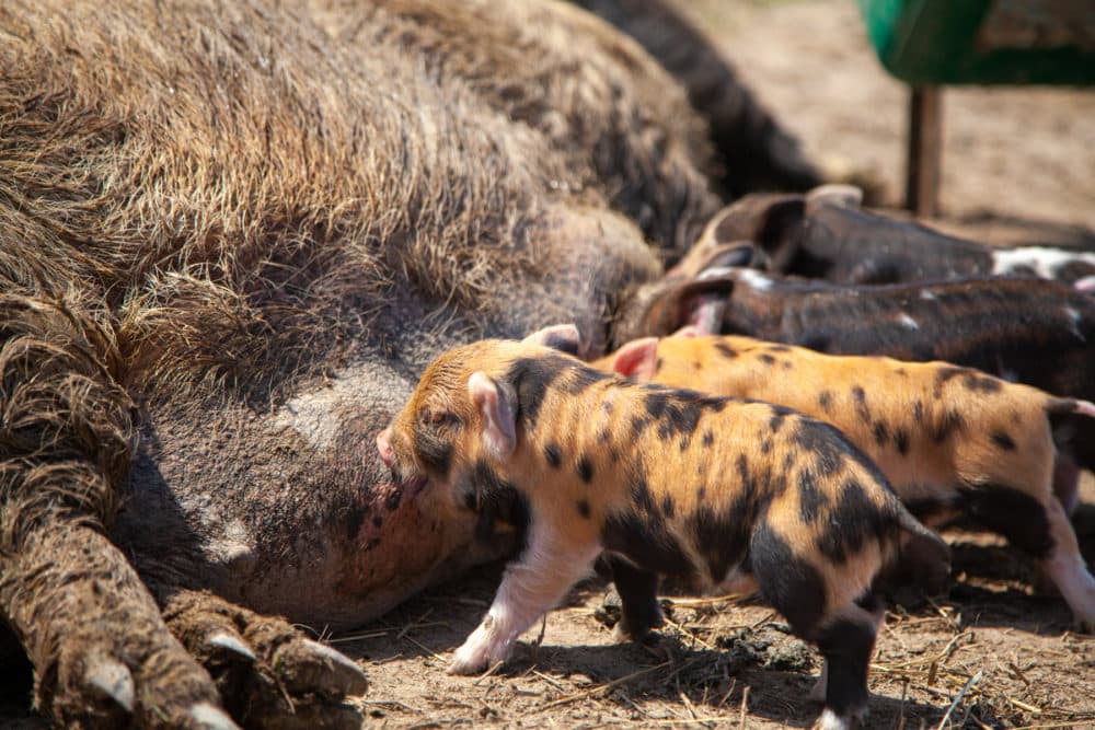 Piglets at Perennial Roots. (Dean Russell/Here &amp; Now)