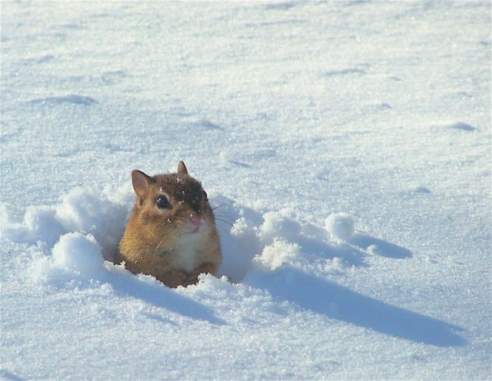 The winning photo of a chipmunk emerging from the snow in Virginia. (Mary Rabadan)