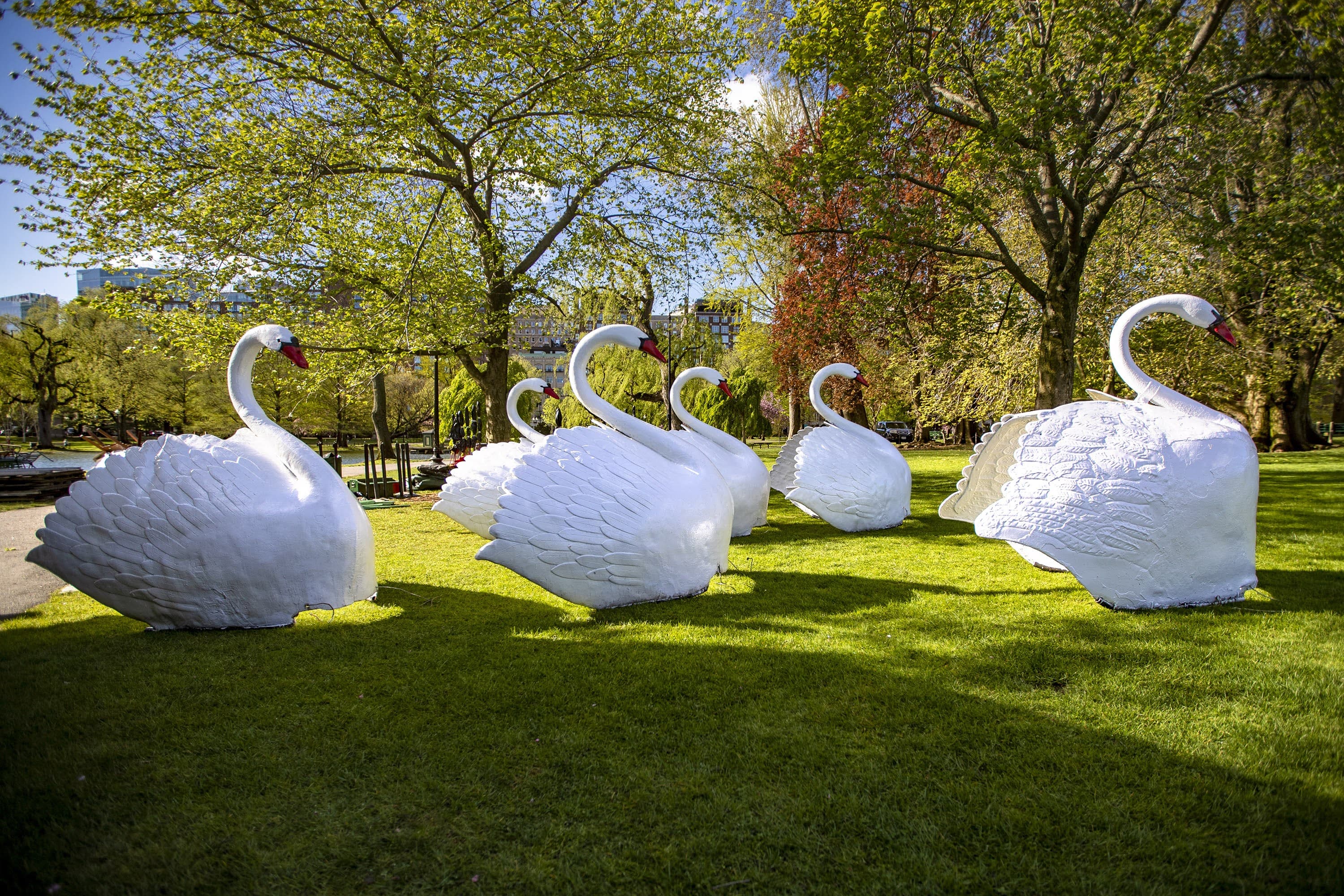 Six swan figures wait on the grass to be mounted onto their respective pontoons being assembled in the Public Garden. (Jesse Costa/WBUR)