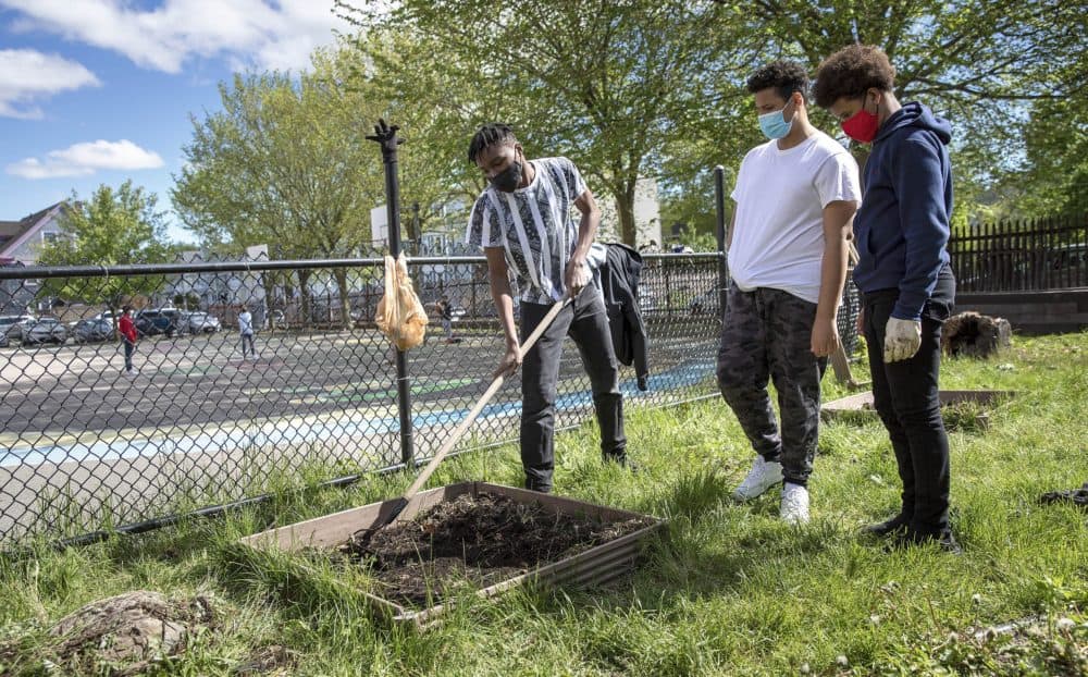 Eighth grade students get outside to do some gardening at the Greenwood School in Dorchester. (Robin Lubbock/WBUR)