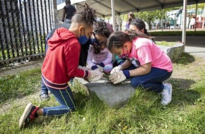 After A Year Mostly Indoors, Possibilities Bloom In A Schoolyard Garden