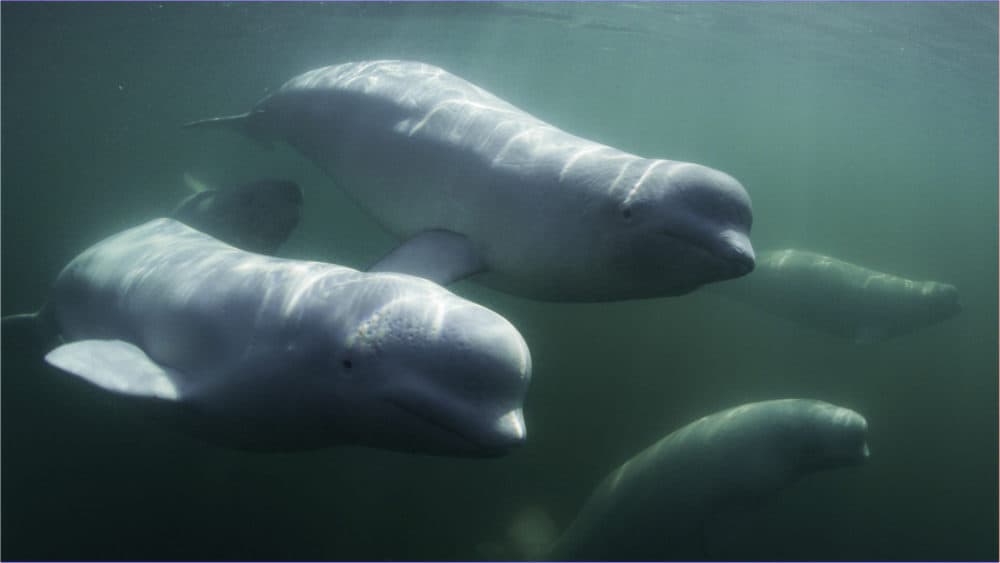 Belugas are extremely social mammals. (National Geographic for Disney+/Peter Kragh)