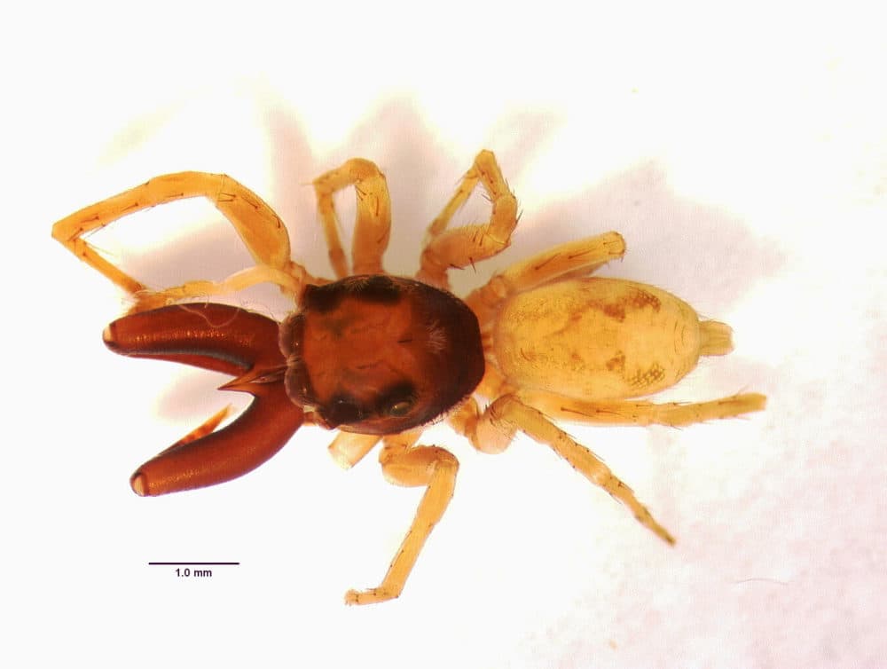 Bryant donated her personal collection of spiders to the museum, including this specimen of an Amycus cambridgei. (Courtesy Museum of Comparative Zoology, Harvard)