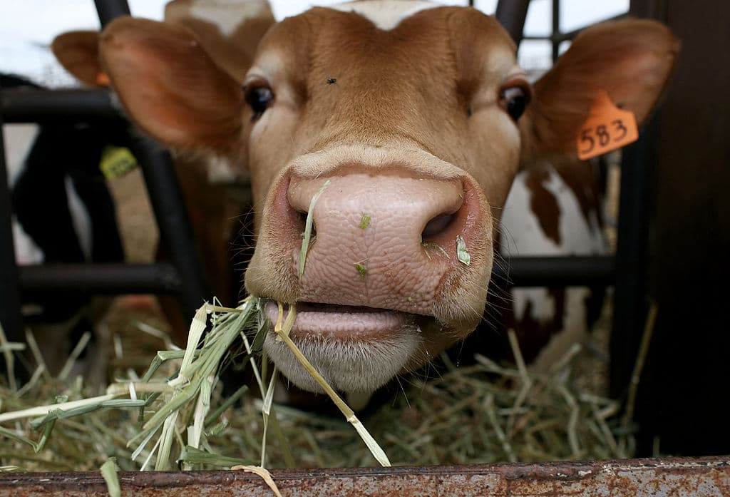 A cow eats hay at a farm on June 2, 2009 in Escalon, California. (Justin Sullivan/Getty Images)
