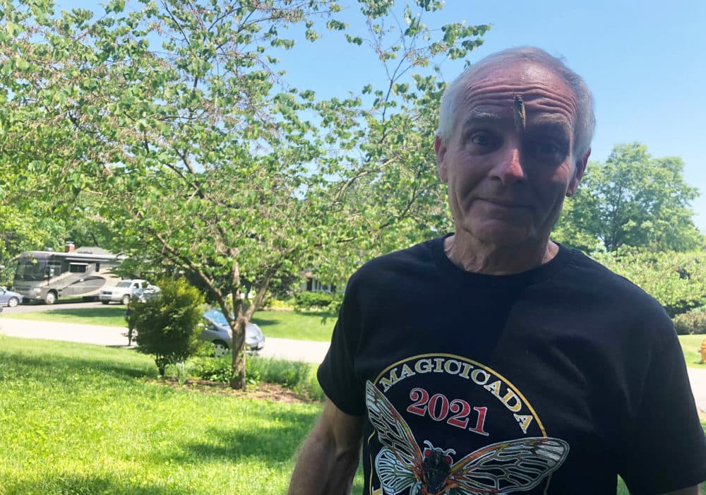 University of Maryland entomologist Mike Raupp pictured with a cicada on his forehead. (Alexander Tuerk/Here &amp; Now)