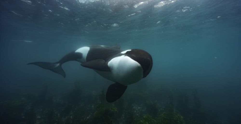 An orca in New Zealand. (National Geographic for Disney+/Kina Scollay)