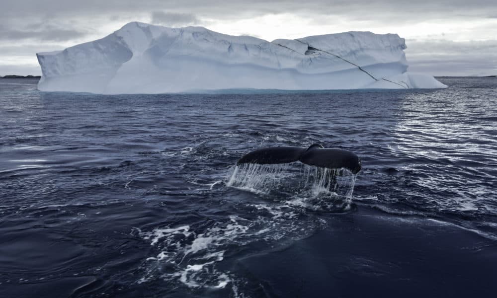 A humpback whale in Antartica. (National Geographic for Disney+/Hayes Baxley)