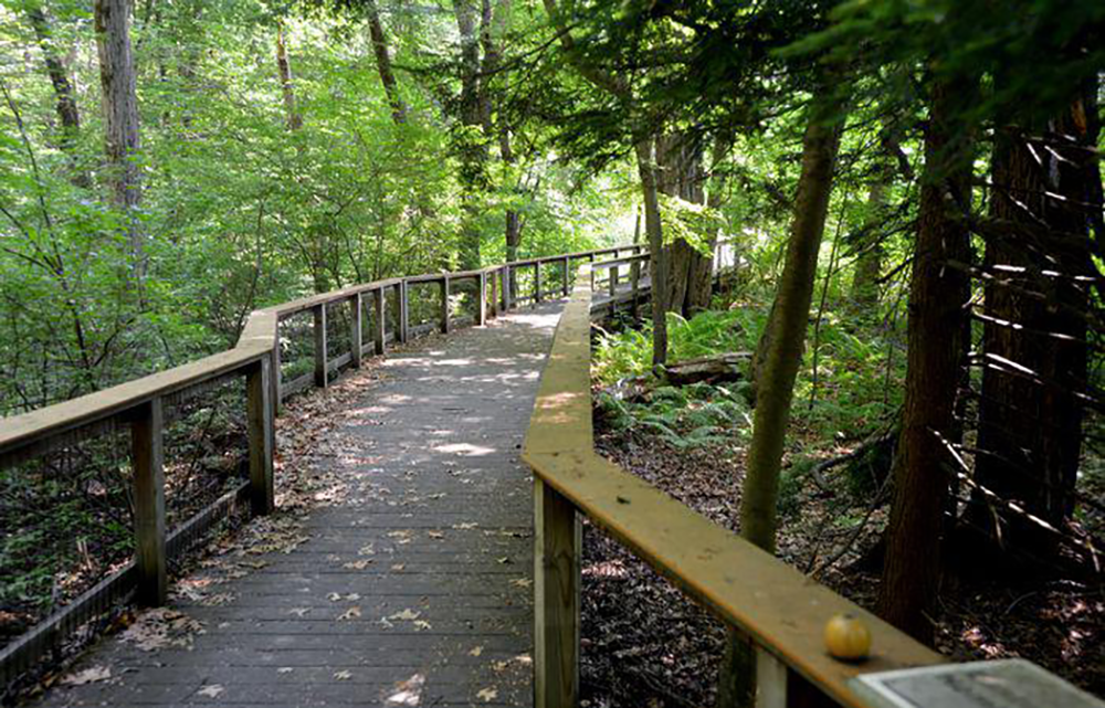 A wooden walkway snakes through the property of the Mass Audubon Arcadia Wildlife Sanctuary in Easthampton, Massachusetts. (Don Treeger/ The Republican / Masslive.com)