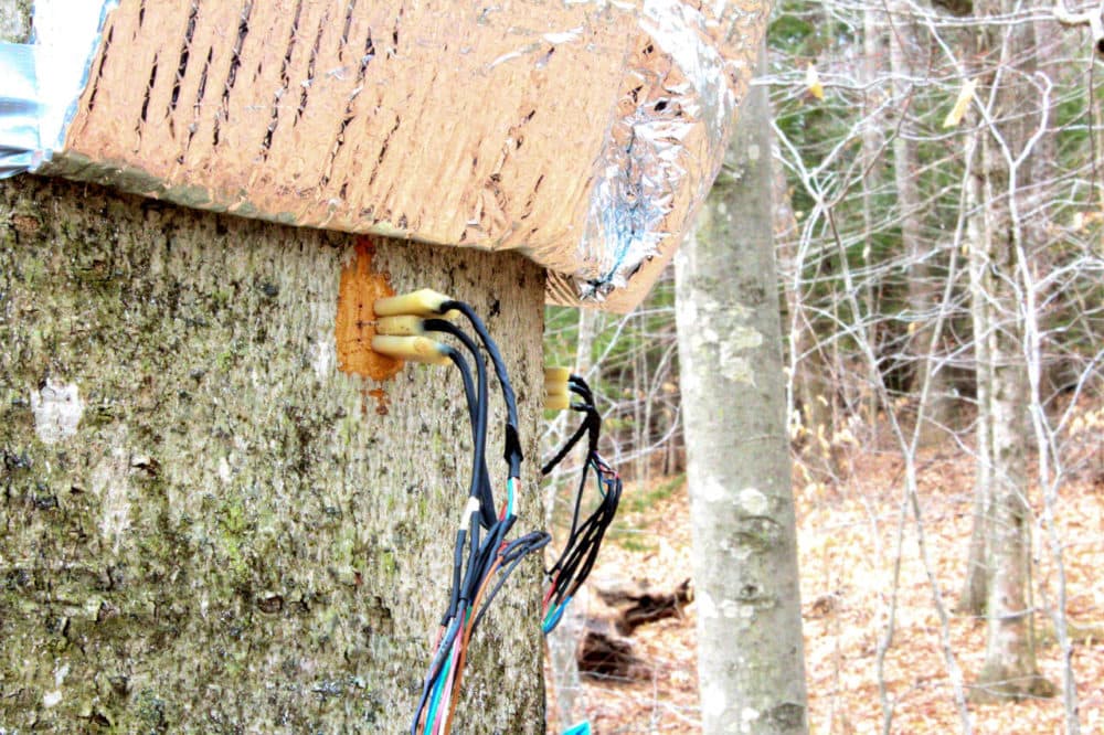 Sap flow sensors gather data from a beech tree in Lee. (Annie Ropeik/NHPR)