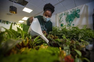 A Black-Owned Plant Shop Blooms In The Pandemic's Wake