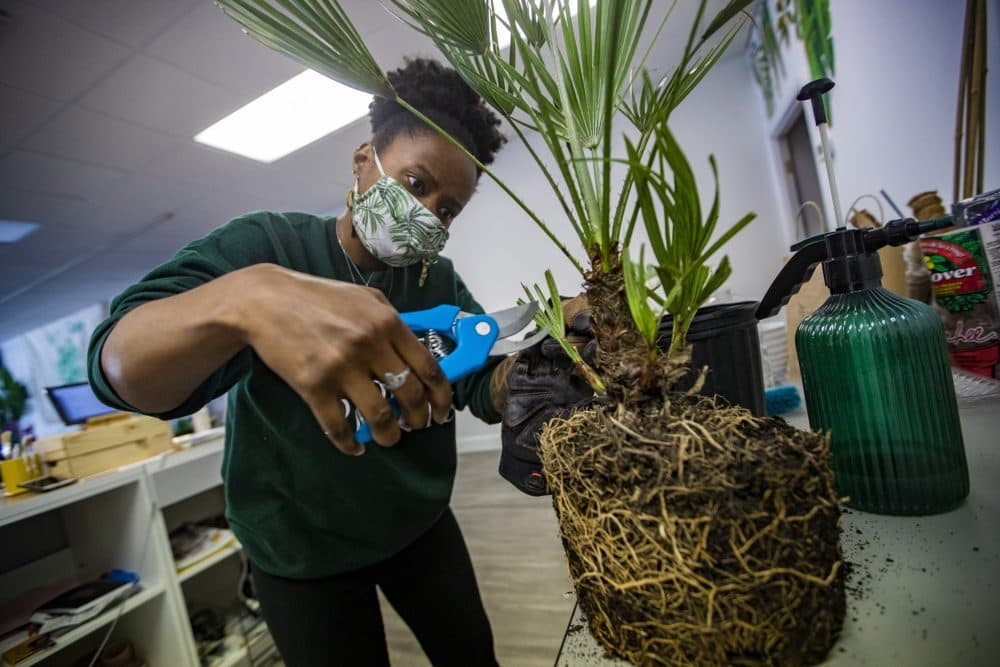 Quontay Turner works on trimming and weeding a Pygmy Palm tree at the Emerald City Plant Shop in Norwood. (Jesse Costa/WBUR)