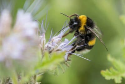 A Vaccine To Save The Bees: New Treatment Provides Immunity From Some Pesticides