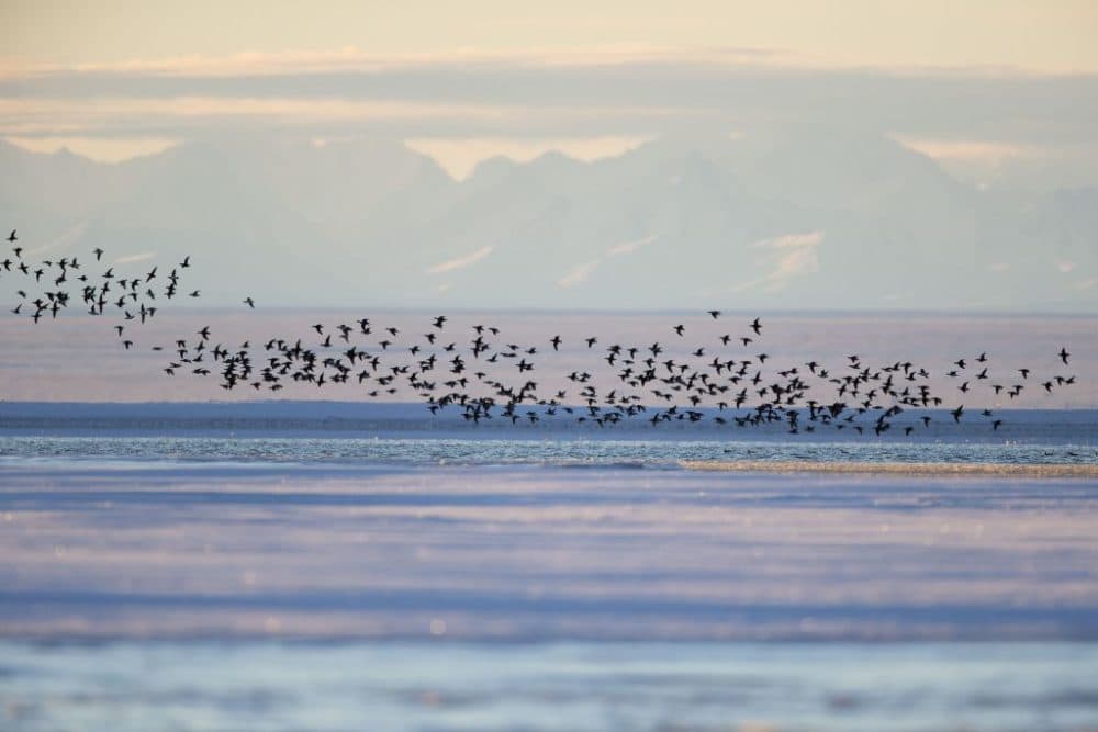 Long-tailed ducks along a barrier island outside Kaktovik, Alaska. Every fall, long-tailed ducks gather near Kaktovik on the northern edge of ANWR, Arctic Alaska, Brooks range in the background. (Sylvain CORDIER/Gamma-Rapho via Getty Images)