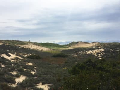 Report: To Protect Plant Diversity, Mass. Should Target 'Climate Resilient' Habitats