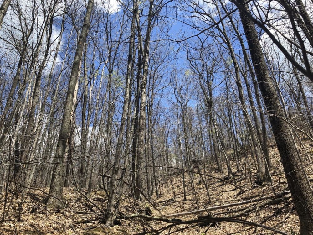 This hillside in Monkton has been completely defoliated by LDD caterpillars. Most of the trees may be able to grow new leaves later this summer, but drought could exacerbate the stress caused by the caterpillars. (Jane Lindholm/VPR)