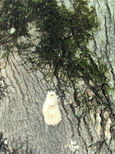 An LDD caterpillar egg mass. Hundreds of tiny caterpillars emerge from each egg mass in early spring. Egg masses can be scraped off the tree and submerged in a bucket of soapy water overnight to kill the eggs. (Jane Lindholm/VPR)