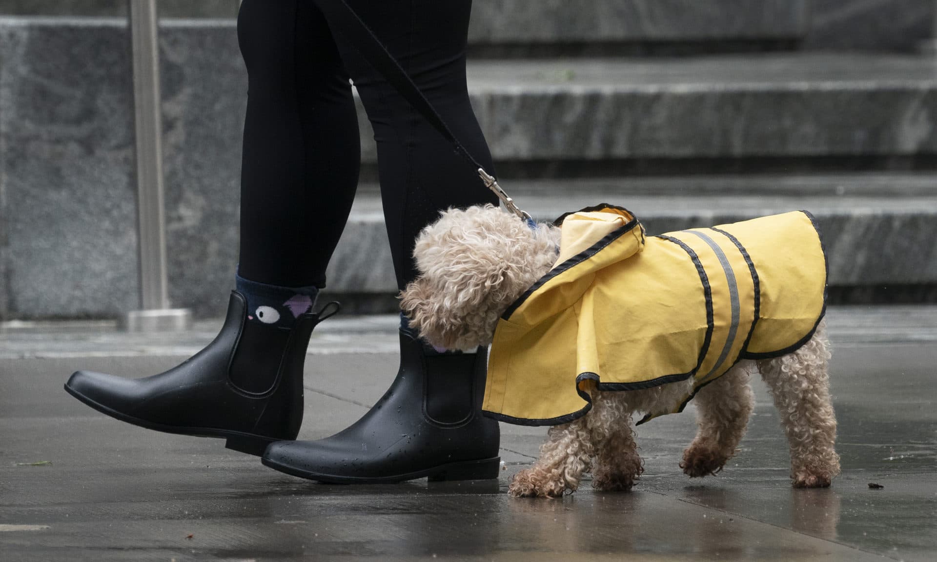 A woman walks her dog in the rain, Friday, July 9, 2021 in New York. Fast-moving Tropical Storm Elsa hit the New York City region with torrential rains and high winds as it churned up the East Coast. (Mark Lennihan/AP)