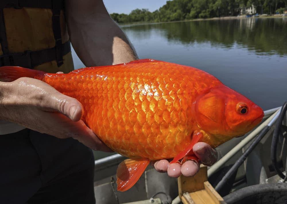 A large goldfish caught in Keller Lake during a water quality survey is held on July 2, 2021. Officials in Minnesota say they're finding more giant goldfish in waterways, prompting a plea to citizens to stop illegally dumping their unwanted fish into ponds and lakes. The goldfish, which can grow to the size of a football, compete with native species for food and increase algae in lakes. (City of Burnsville/AP)