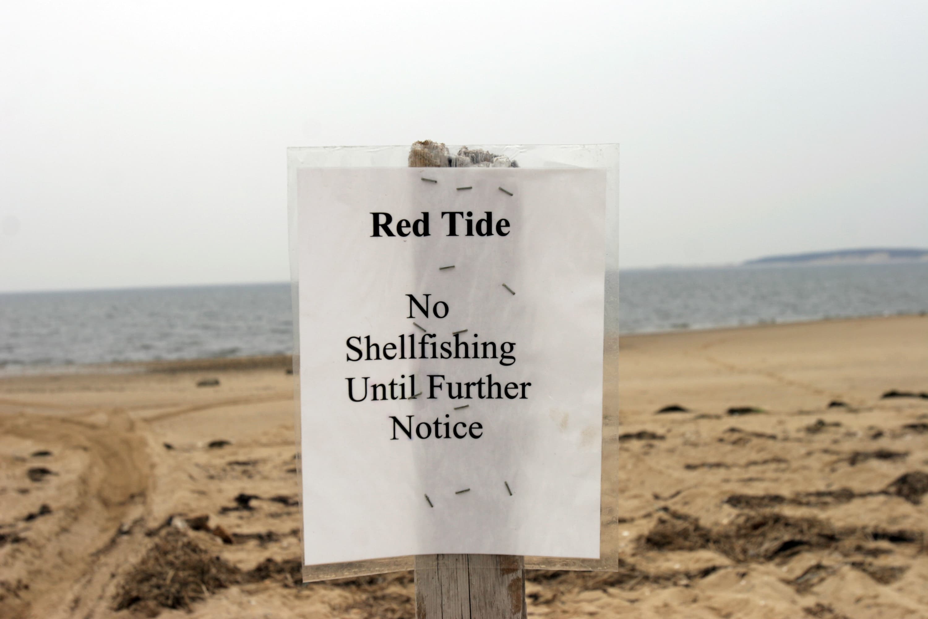 In this 2005 file photo, a sign declares Indian Neck Beach closed to shellfishing in Wellfleet Harbor. (Jodi Hilton/Getty Images)