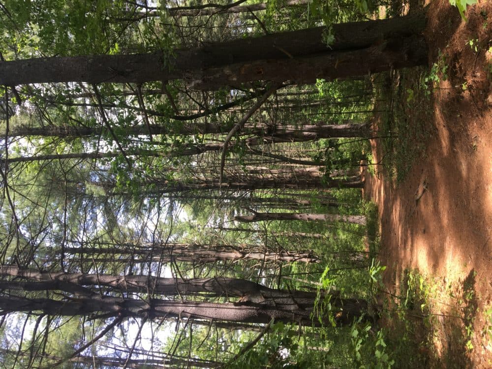 The woods around Walden Pond, Concord, Mass. (Courtesy Aube Rey Lescure)