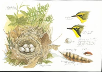 Kentucky Warbler nest study. 