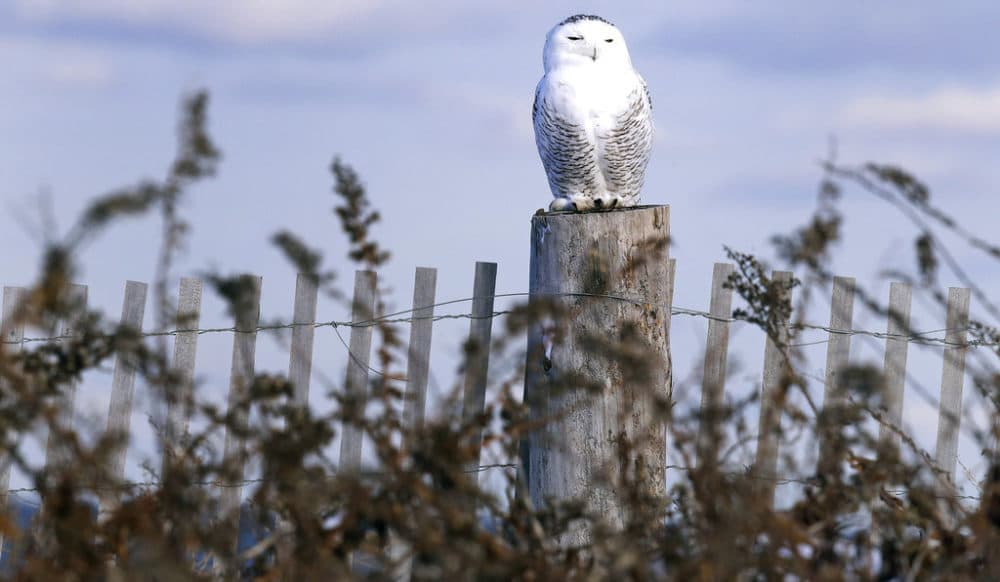 In this Dec. 14, 2017 photo, a snowy owl sits atop a fence post after being released along the shore of Duxbury Beach in Duxbury, Mass. (Charles Krupa/AP)