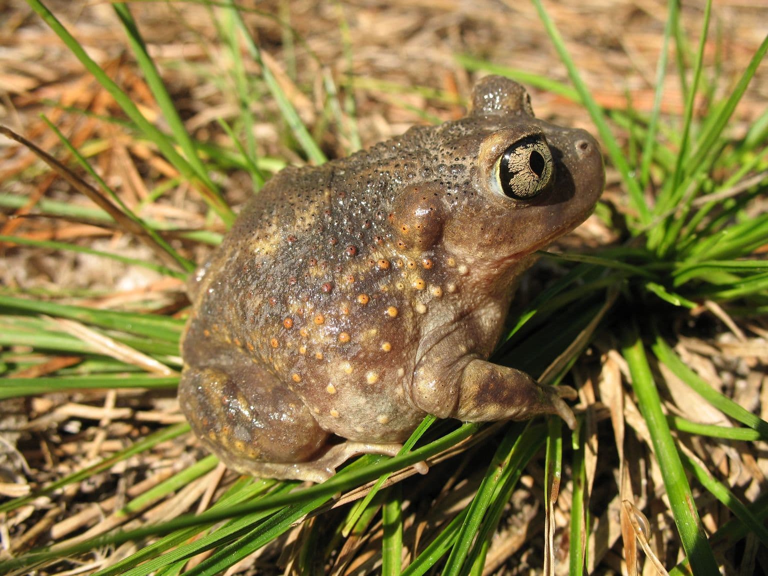 An Eastern Spadefoot adult. Courtesy MassWildlife