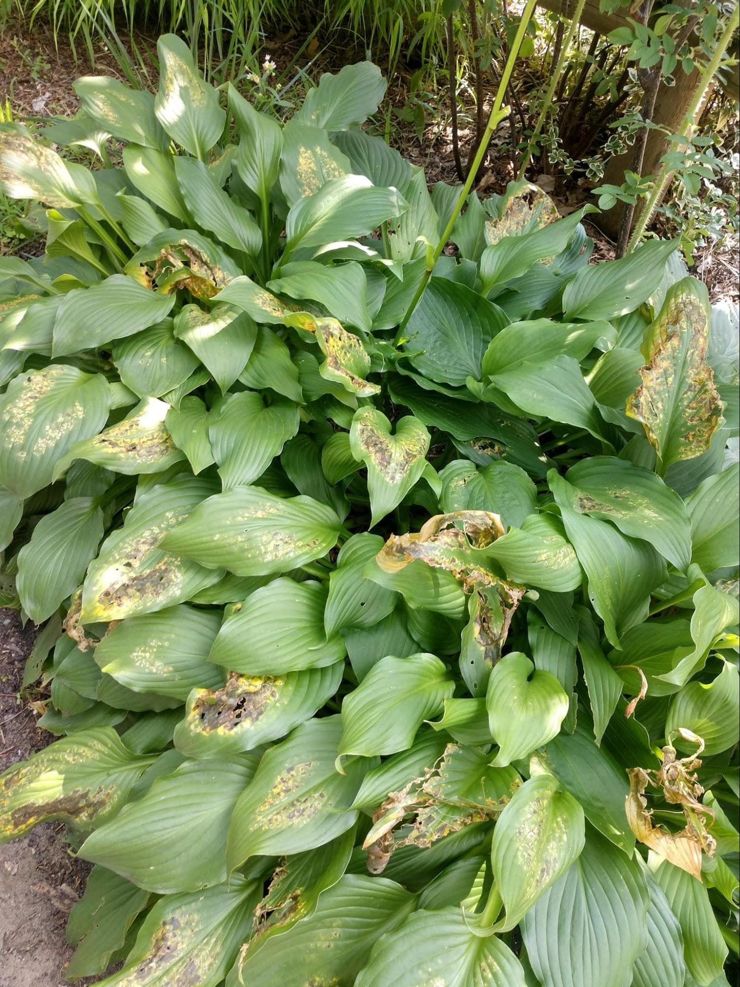 Slug damage to a hosta can cause plants to be unsightly, but usually won't kill them. (Dave Epstein)