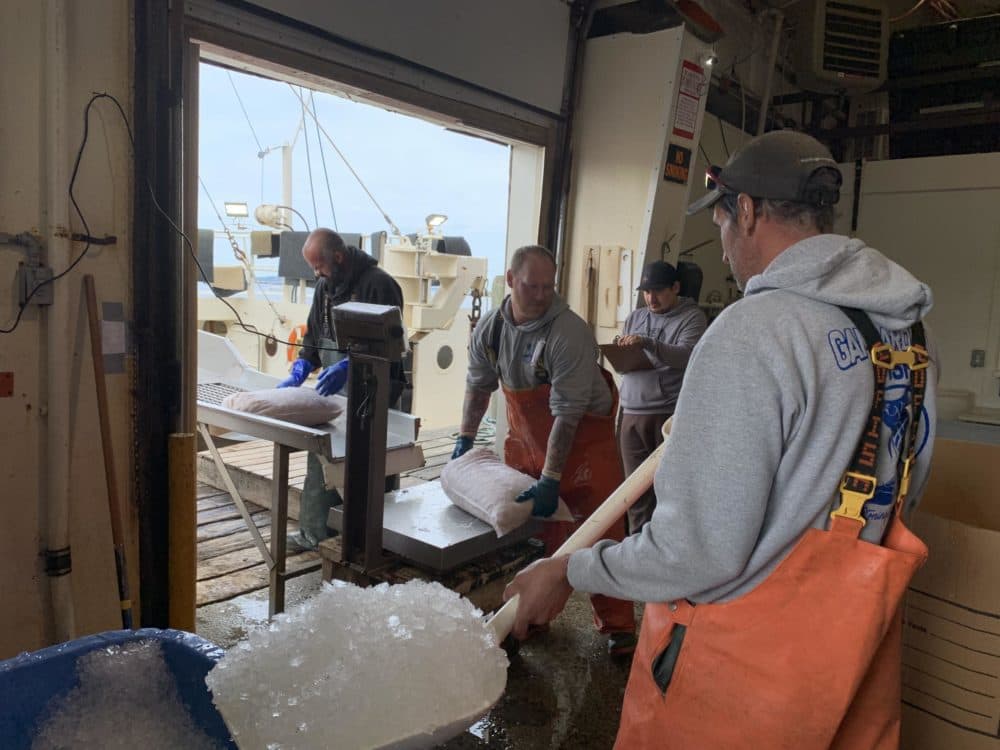 Bags of scallops are offloaded and weighed at the Stonington town dock. (Harriet Jones/Connecticut Public Radio)