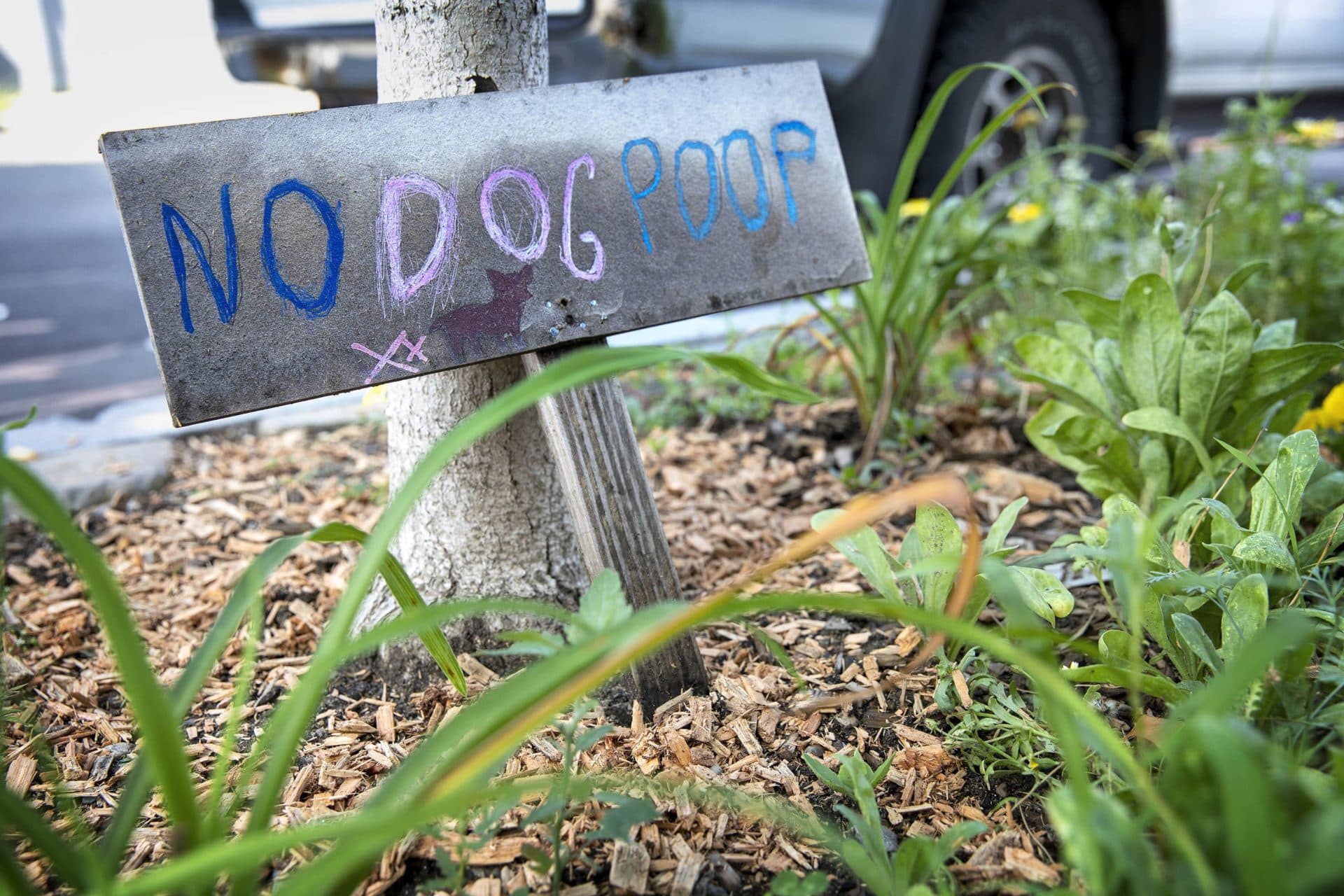  To discourage dog owners from allowing their dogs to &quot;contribute&quot; to the tree project, Eugenia Corbo's family planted a &quot;No Dog Poop&quot; sign by the ginkgo tree. (Robin Lubbock/WBUR)