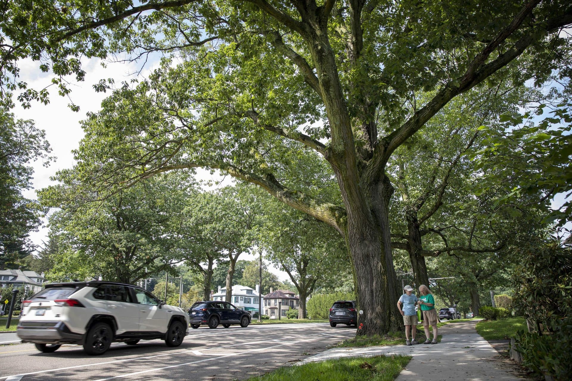 Claire Barker and Sarah Freeman discuss the large oak on Arborway in Jamaica Plain that they chose for the i-Tree project. (Robin Lubbock/WBUR)