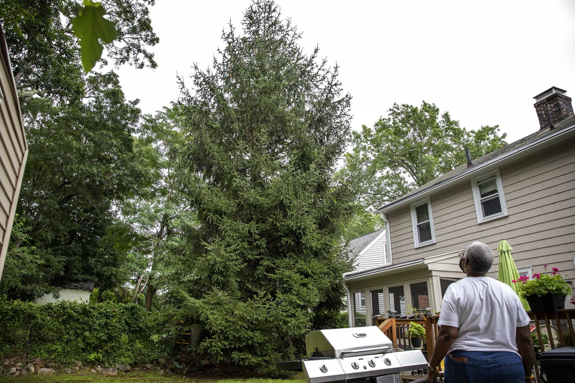 Robin Williams looks up at the pine tree she planted as a seedling in her yard in Hyde Park. (Robin Lubbock/WBUR)