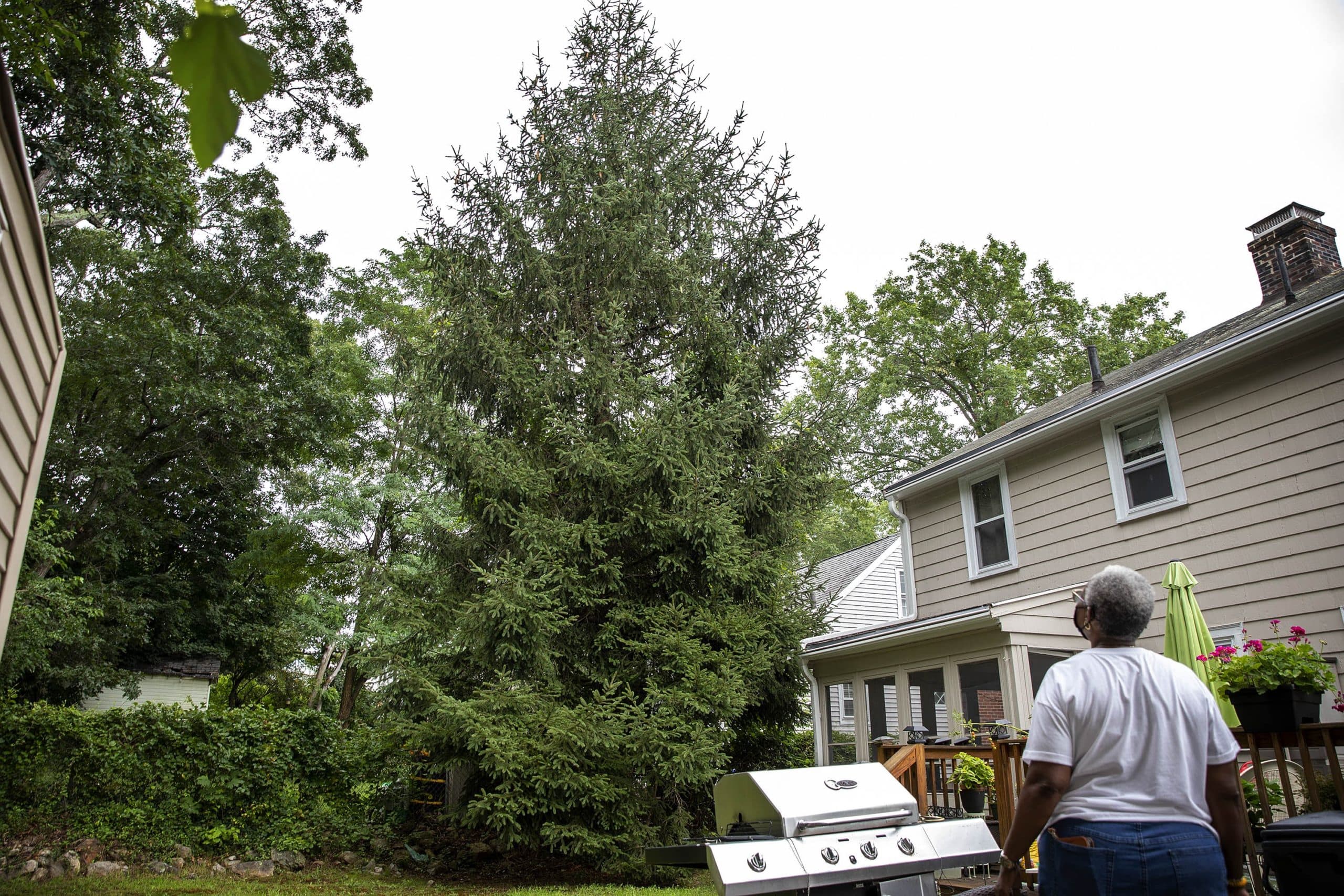 Tree Care Millis MA, Environmental Changes for Good!