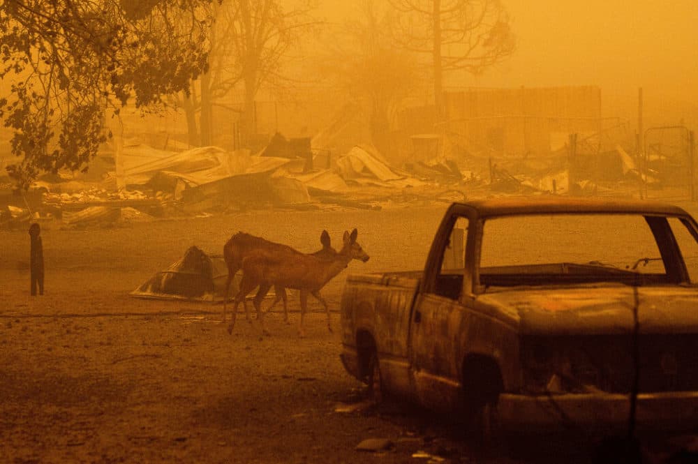 In this Aug. 6, 2021 photo, deer wander among homes and vehicles destroyed by the Dixie Fire in the Greenville community of Plumas County, Calif. (Noah Berger/AP)