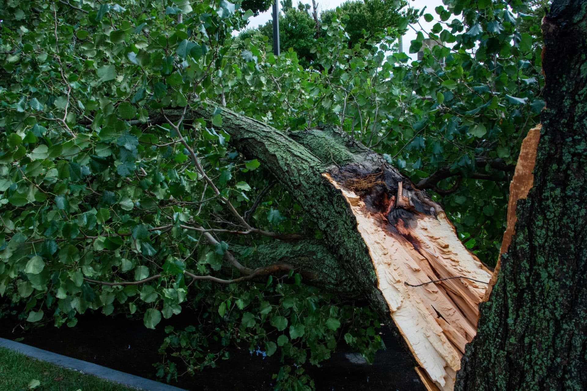 A tree branch is ripped apart during Tropical Storm Henri in New London, Connecticut (Joseph Prezioso/AFP via Getty Images)