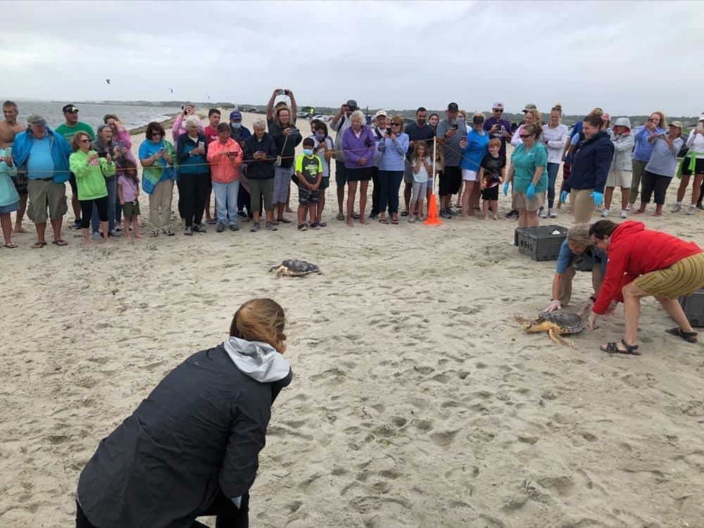 Loggerhead release on West Dennis Beach, August 5, 2021. Courtesy New England Aquarium