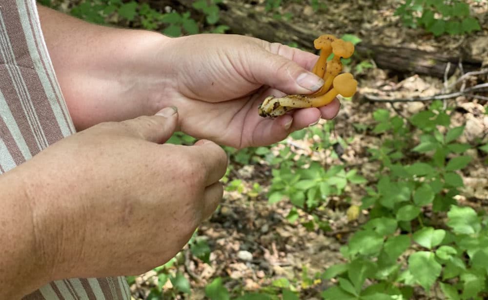 Jelly baby mushrooms. (Sarah Gibson/NHPR)