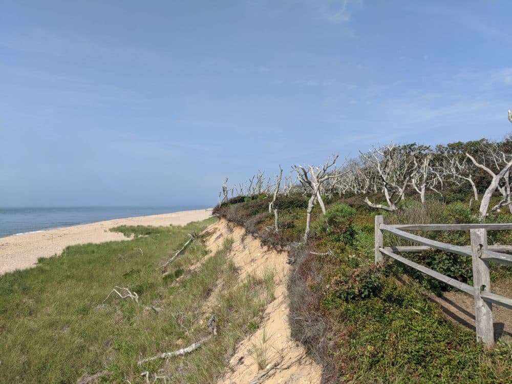 Erosion at Wasque Beach in August, 2020. (Courtesy The Trustees of Reservations)