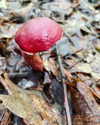 The Butyriboletus frostii - known as a candle apple bolete - is often found among oak leaves. (Alli Fam/NHPR)