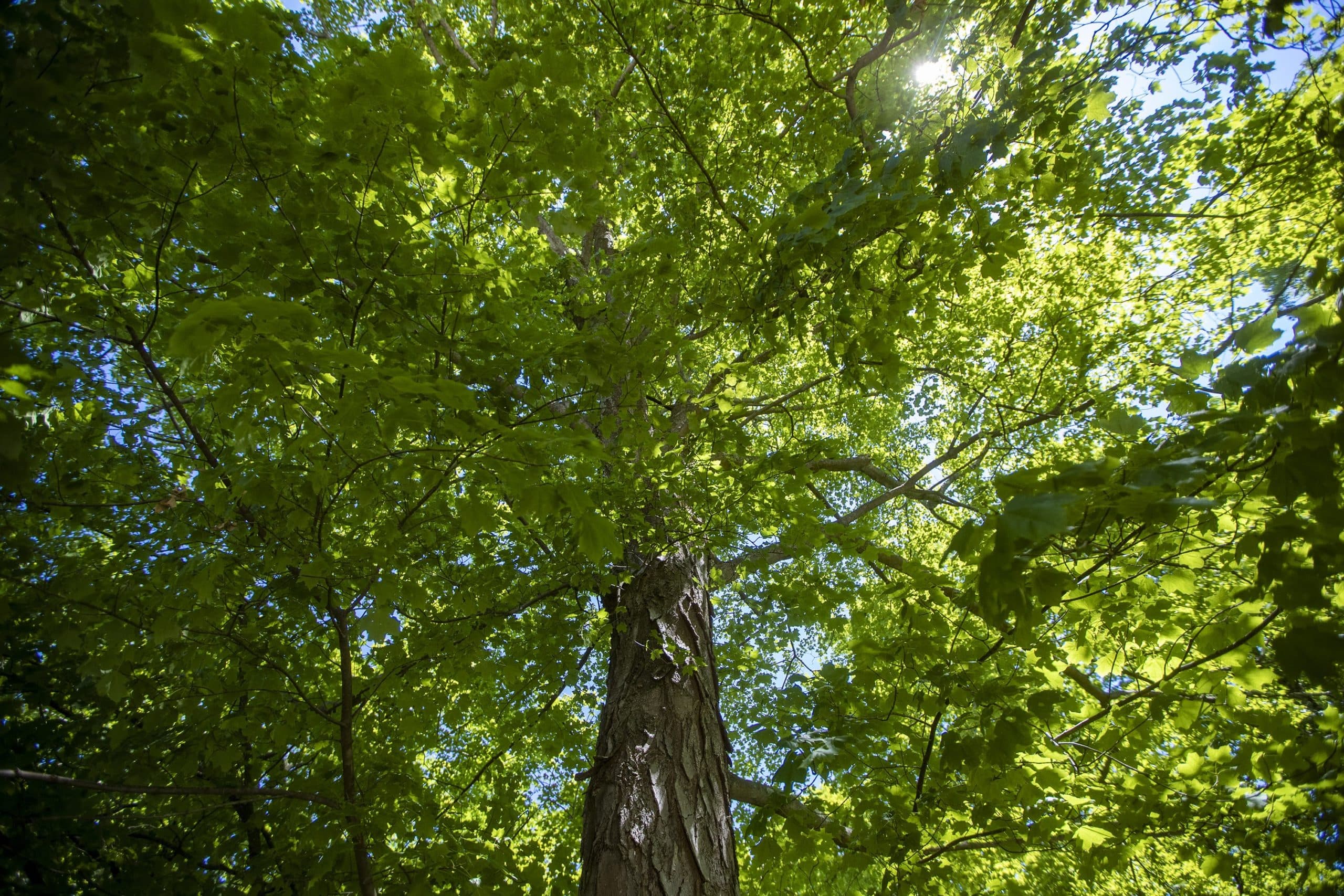 The sugar maple tree in Dr. Danielle Ignace's backyard. (Jesse Costa/WBUR)