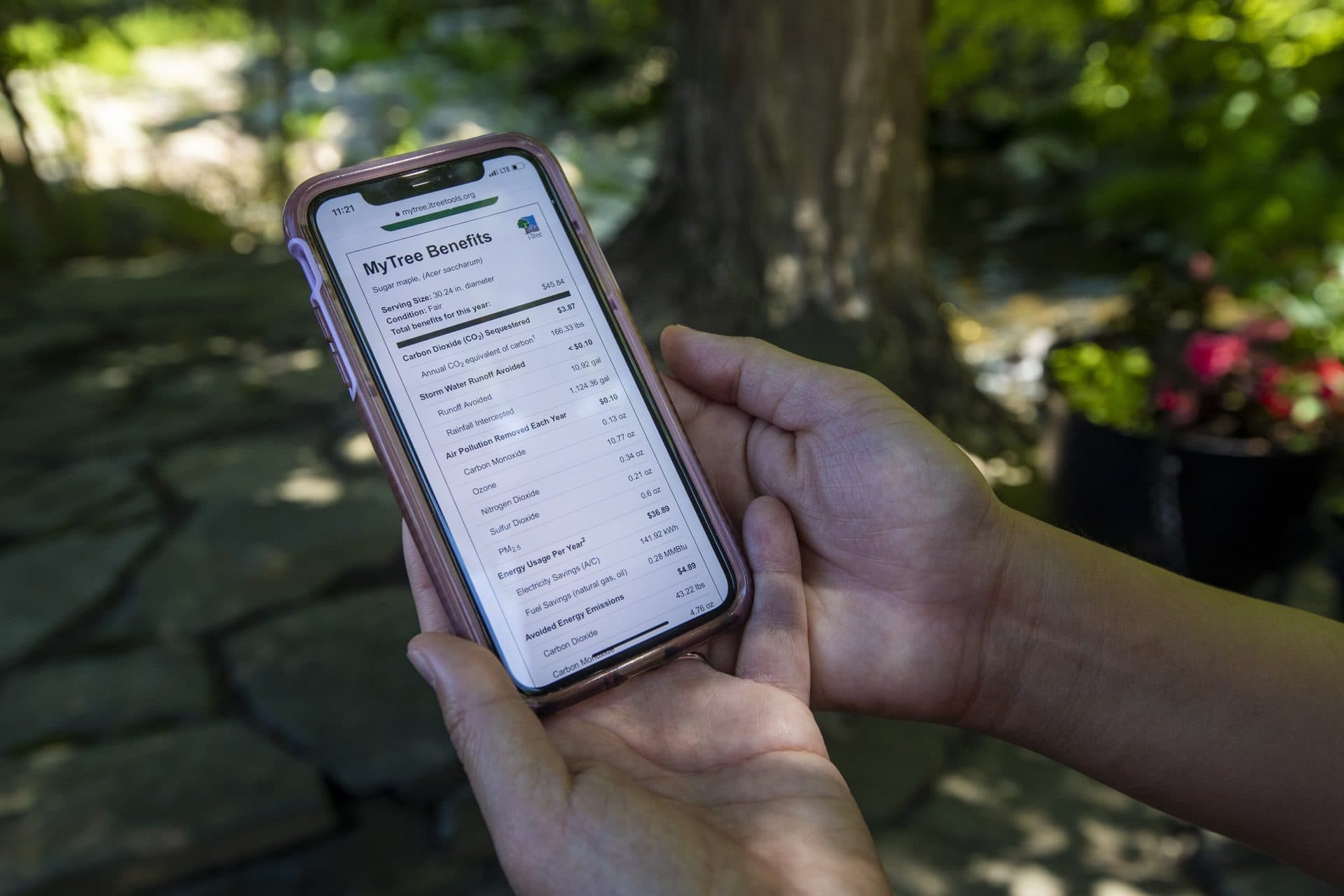 Dr. Danielle Ignace demonstrates how to use the iTree app, which calculates how an individual tree benefits the environment and its owners. (Jesse Costa/WBUR)