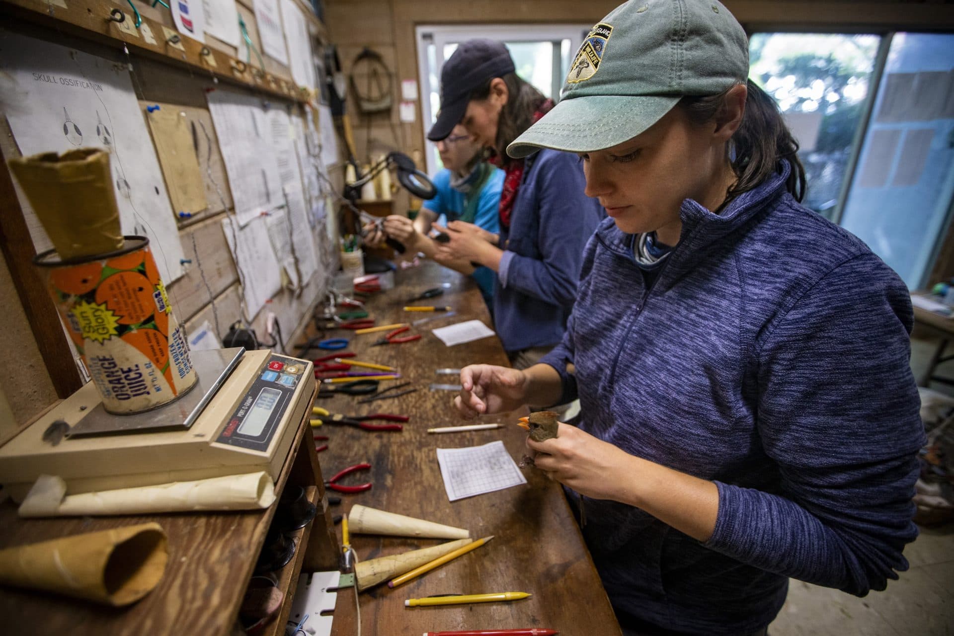 Manomet bird banders Amy Hogan, Lauren Michael and Megan Gray band migrating birds that were just caught during the last collection. (Jesse Costa/WBUR)