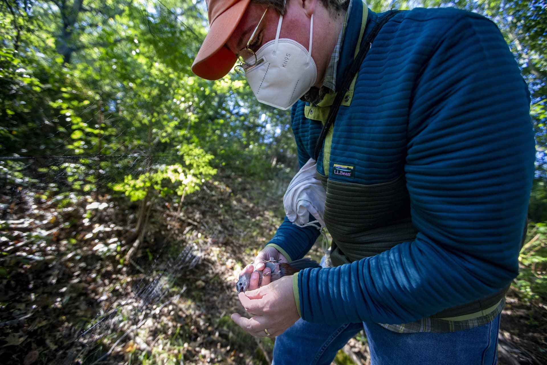 Manomet Direcror Evan Dalton removes a catbird from the netting to take back to the lab for banding. (Jesse Costa/WBUR)