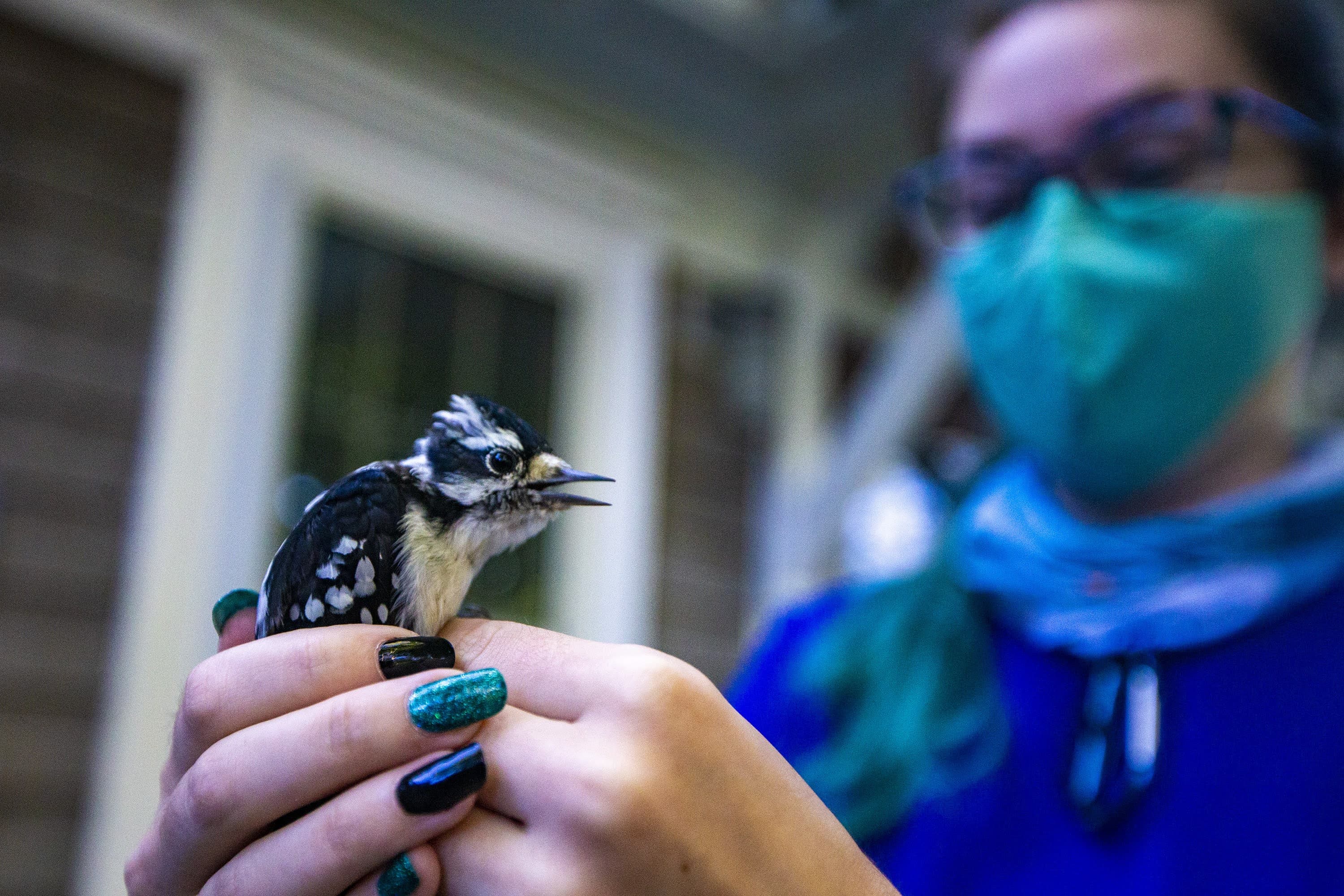 Manomet bird bander Amy Hogan holds a young downy woodpecker to prepare to set it free. (Jesse Costa/WBUR)
