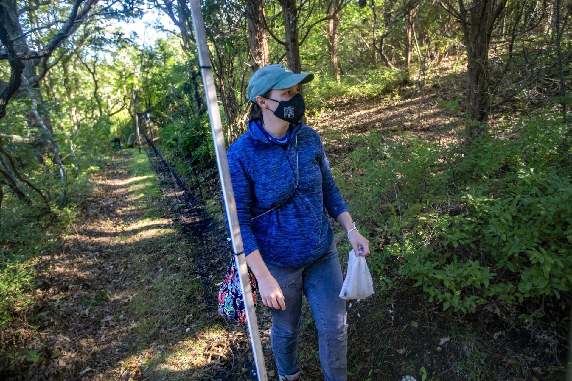 Megan Gray walks through the woods checking the nets for migrating birds she can bring back to the lab for banding at Manomet in Plymouth. (Jesse Costa/WBUR)