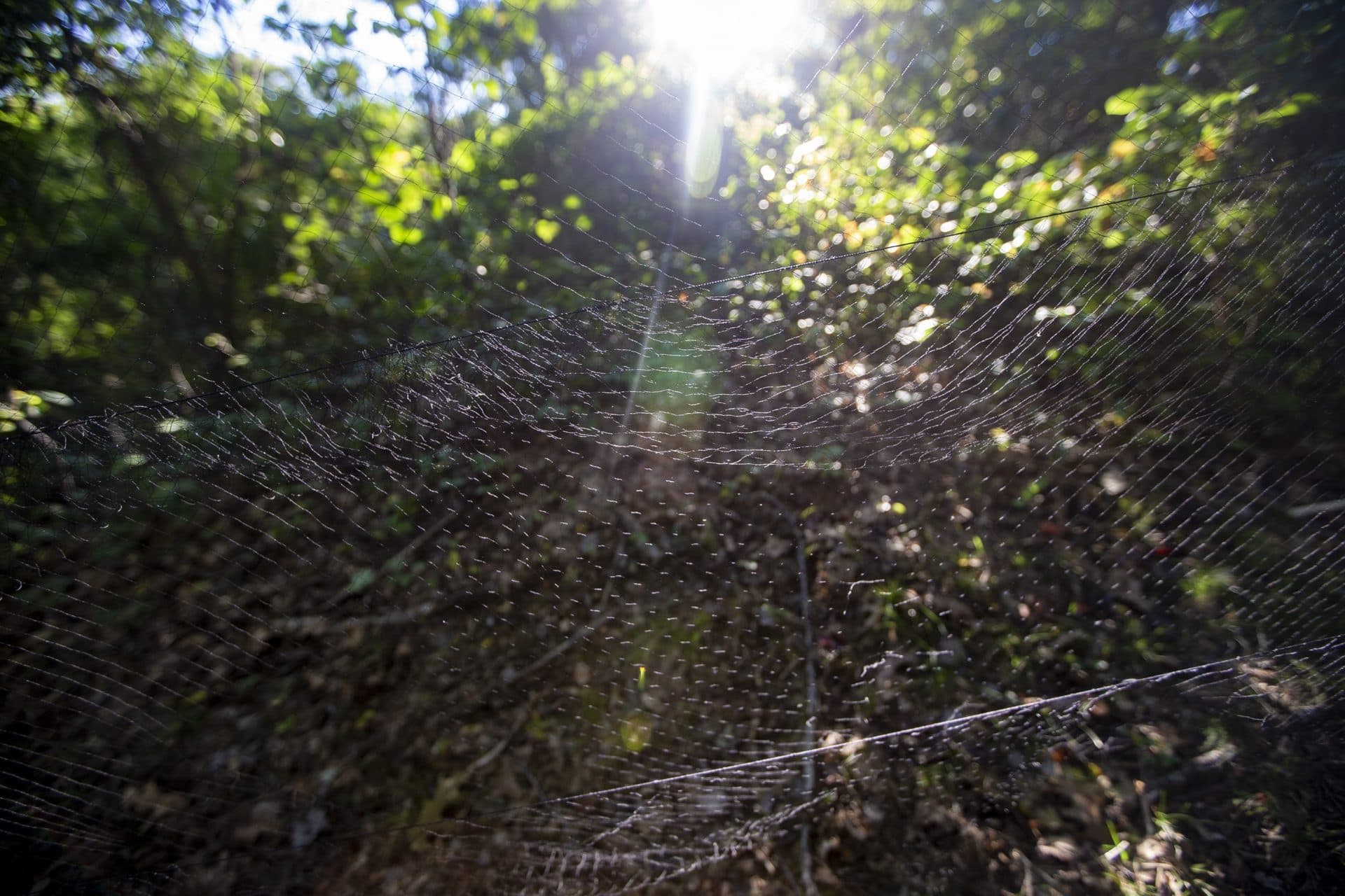 Along the paths in the woods at Manomet, netting is used to collect migrating birds for tagging and research. (Jesse Costa/WBUR)