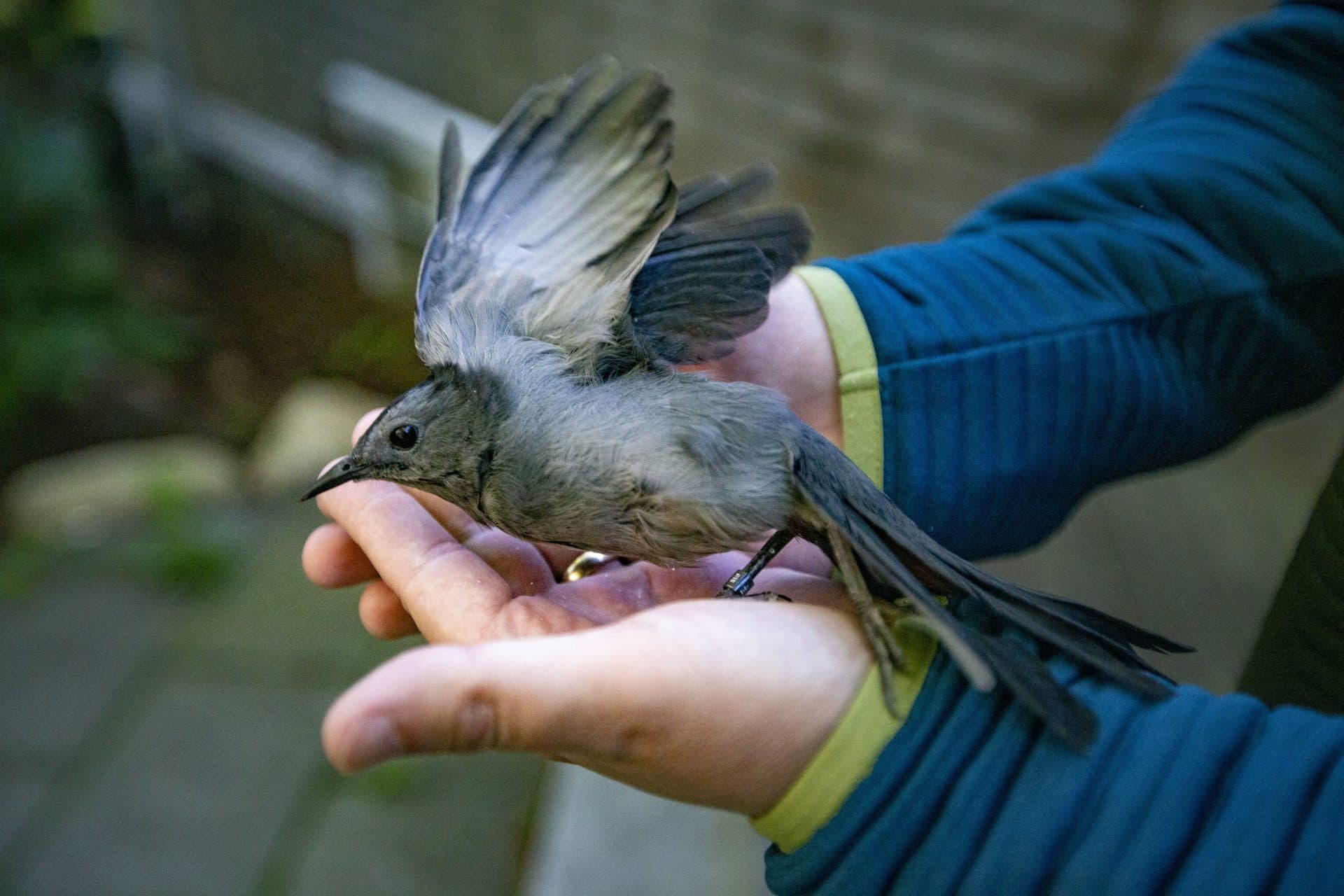 Manomet Direcror Evan Dalton releases a catbird after it’s been banded and given an exam. (Jesse Costa/WBUR)
