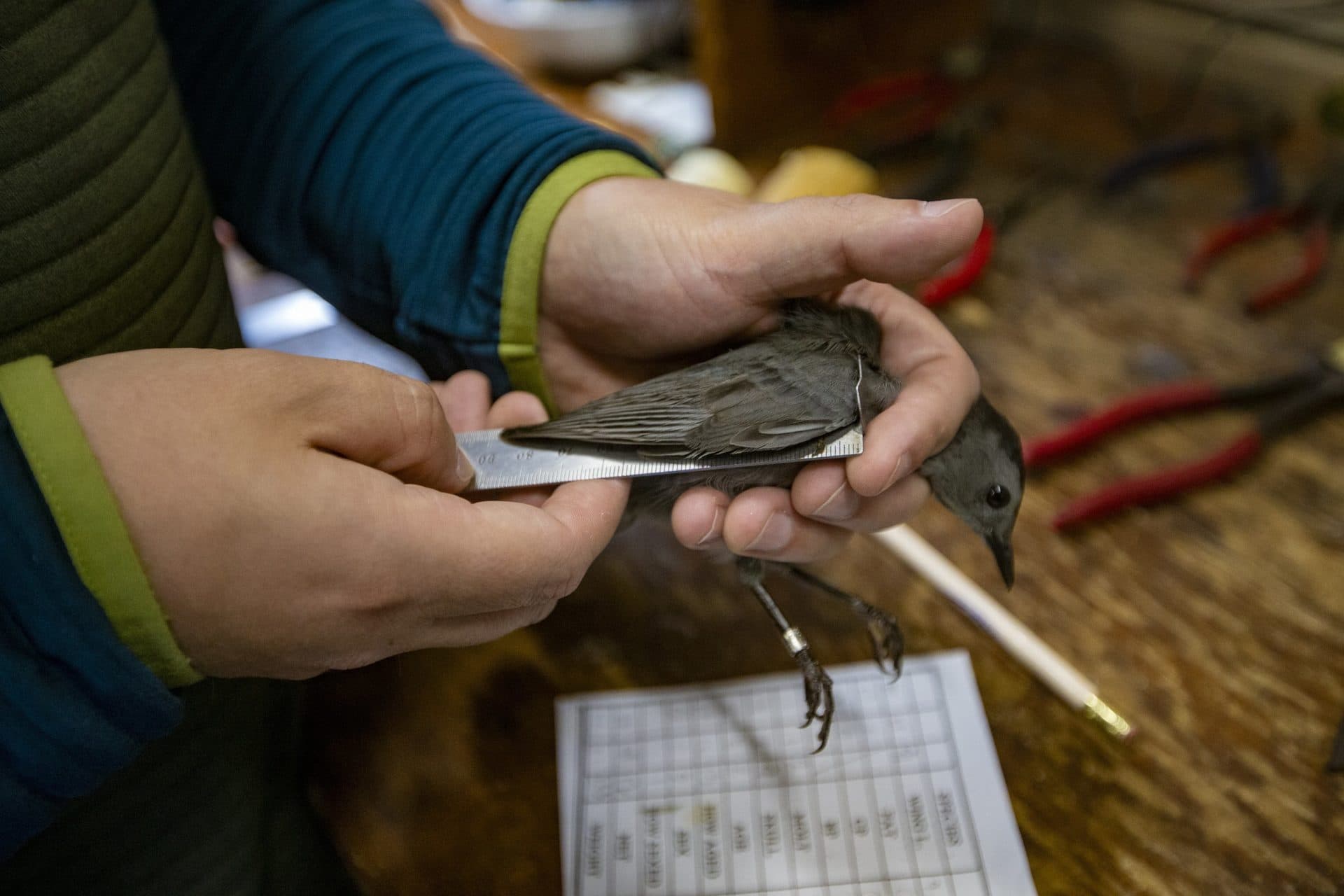 Manomet Direcror Evan Dalton measures the wing of a catbird during an exam. (Jesse Costa/WBUR)